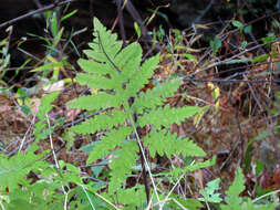 Image of sensitive fern