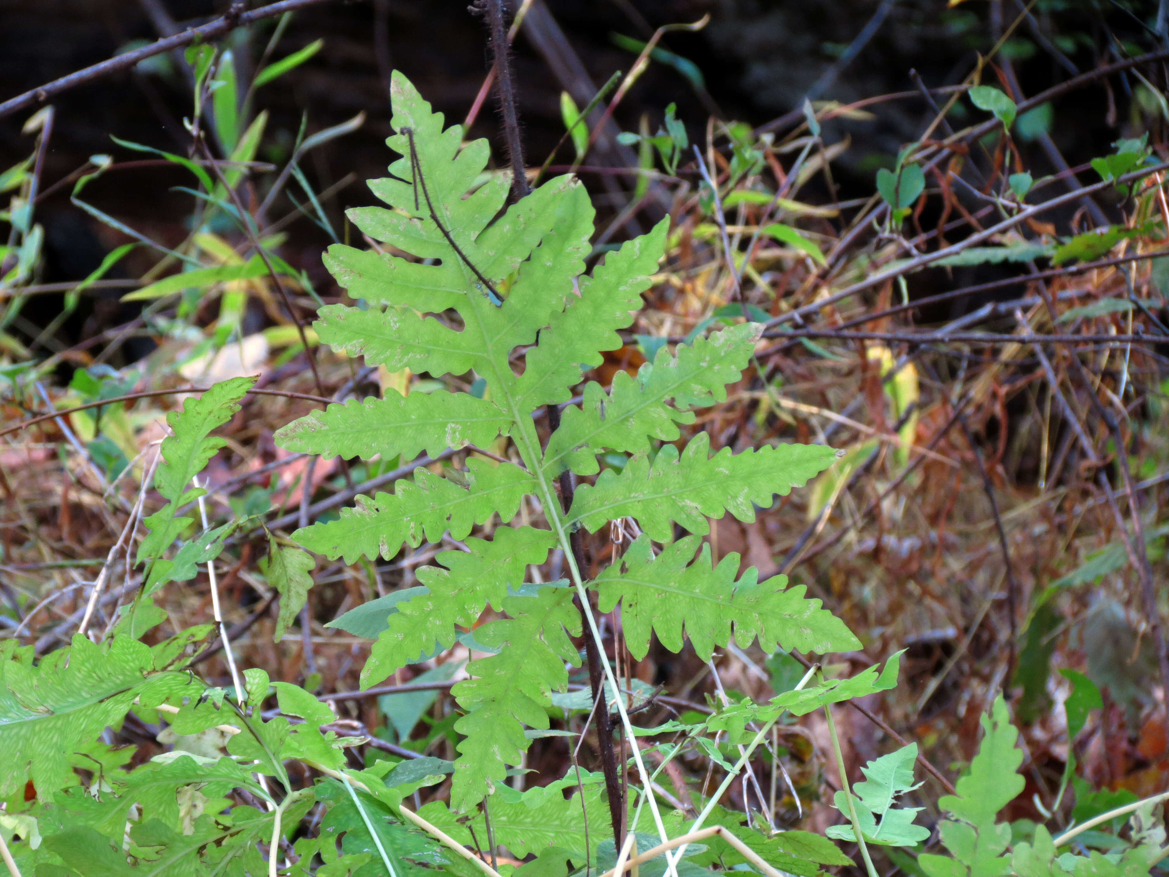 Image of sensitive fern