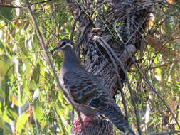 Image of Common Bronzewing