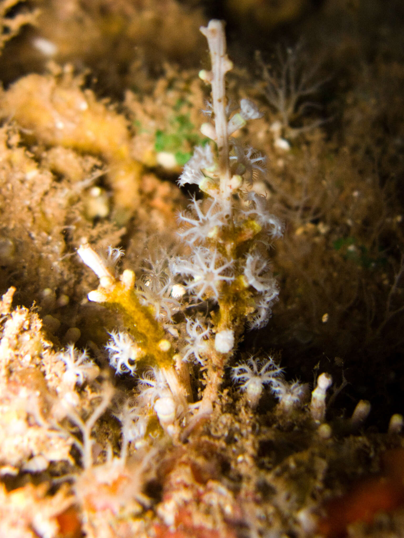 Image of Fouling soft coral