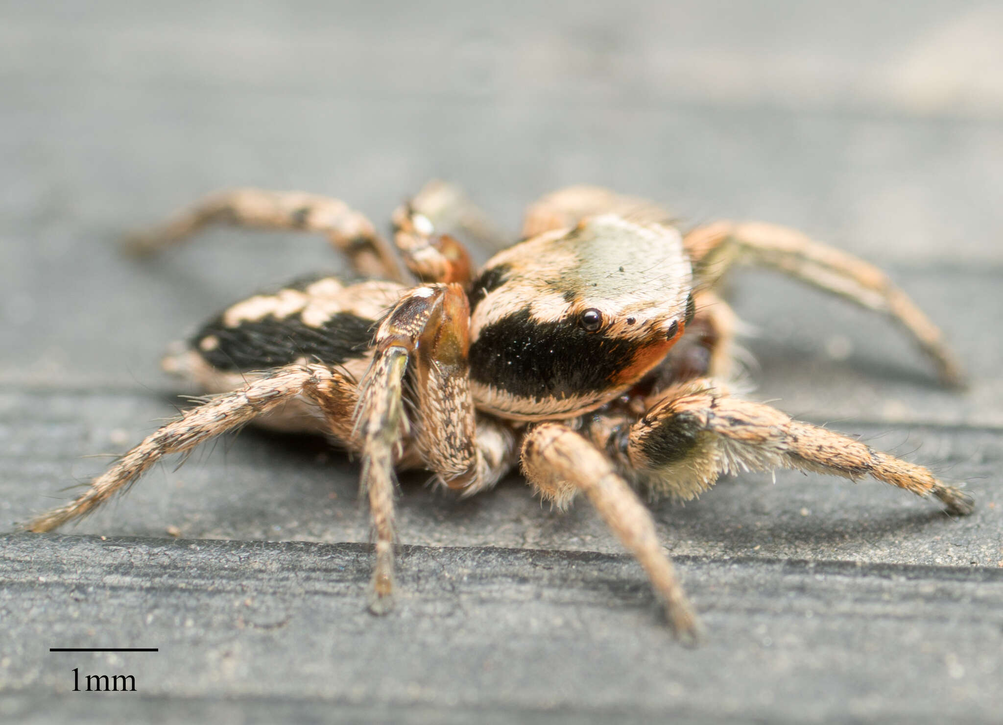 Image of Habronattus pyrrithrix (Chamberlin 1924)