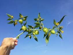 Image of Mexican groundcherry