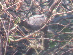 Image of Eurasian Sparrowhawk