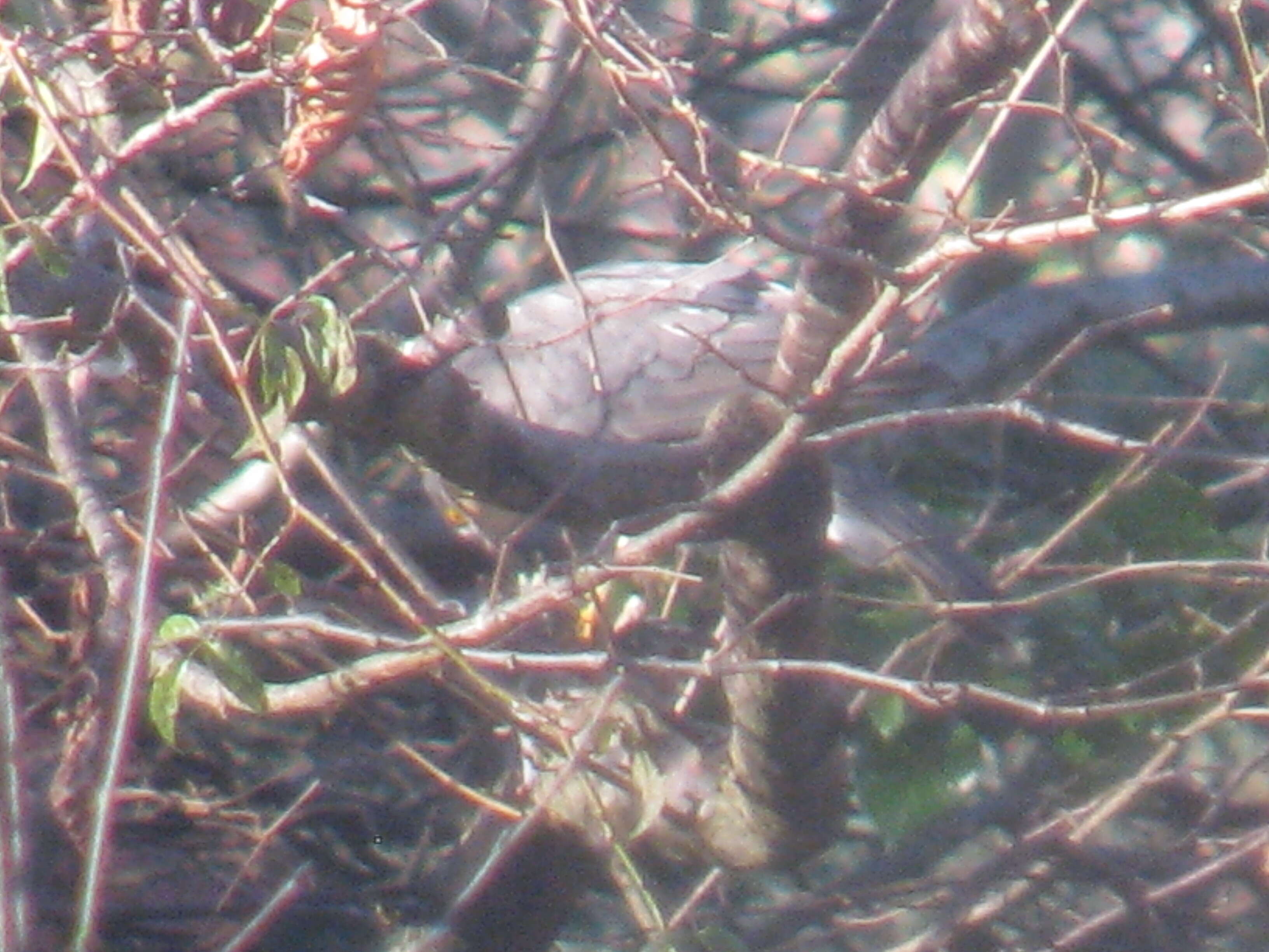 Image of Eurasian Sparrowhawk