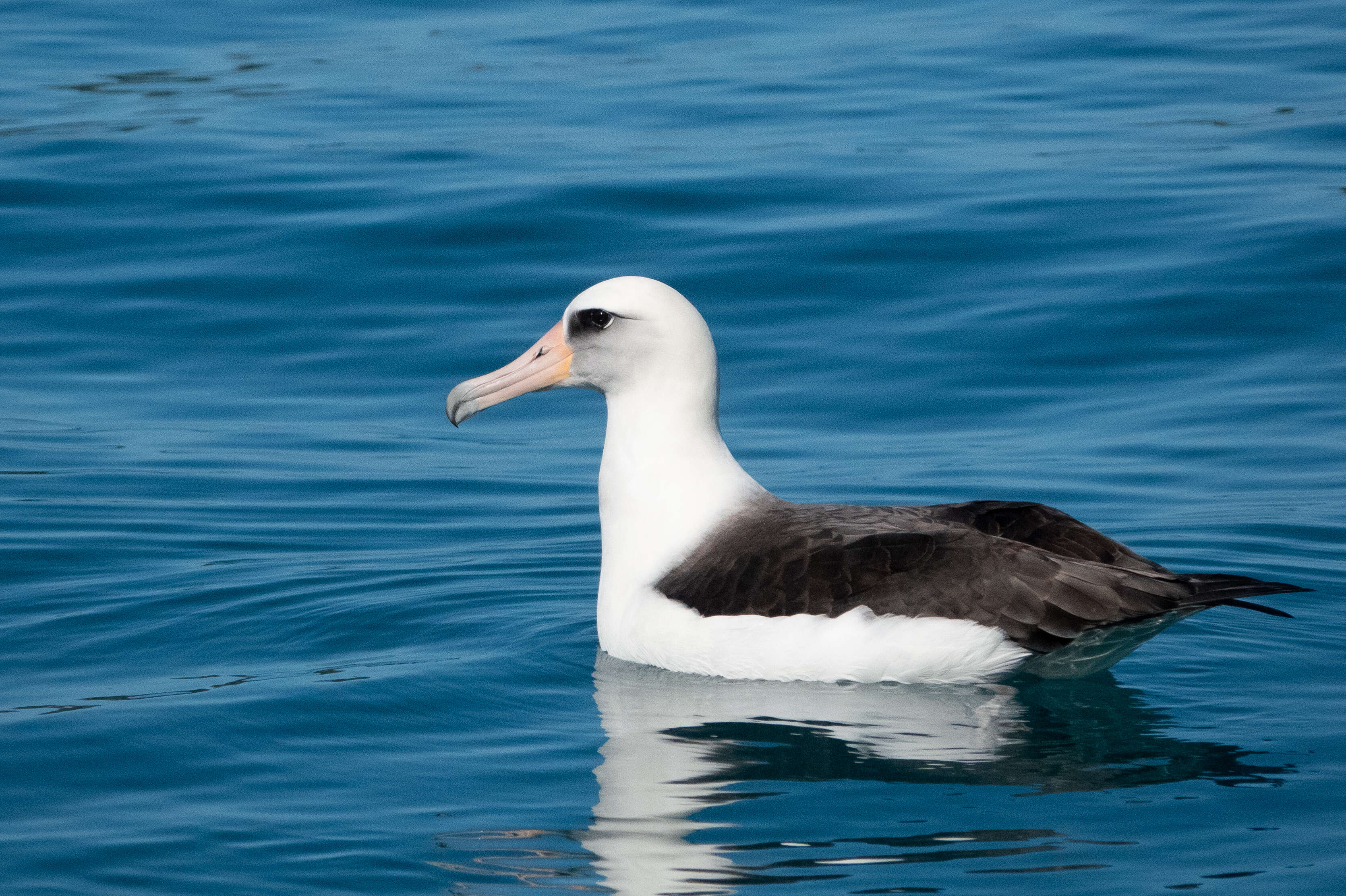 Image of Laysan Albatross