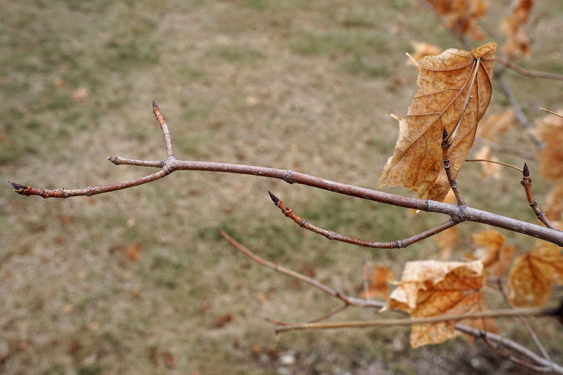 Image of sugar maple