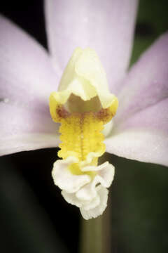 Image of Cattleya reginae (Pabst) Van den Berg