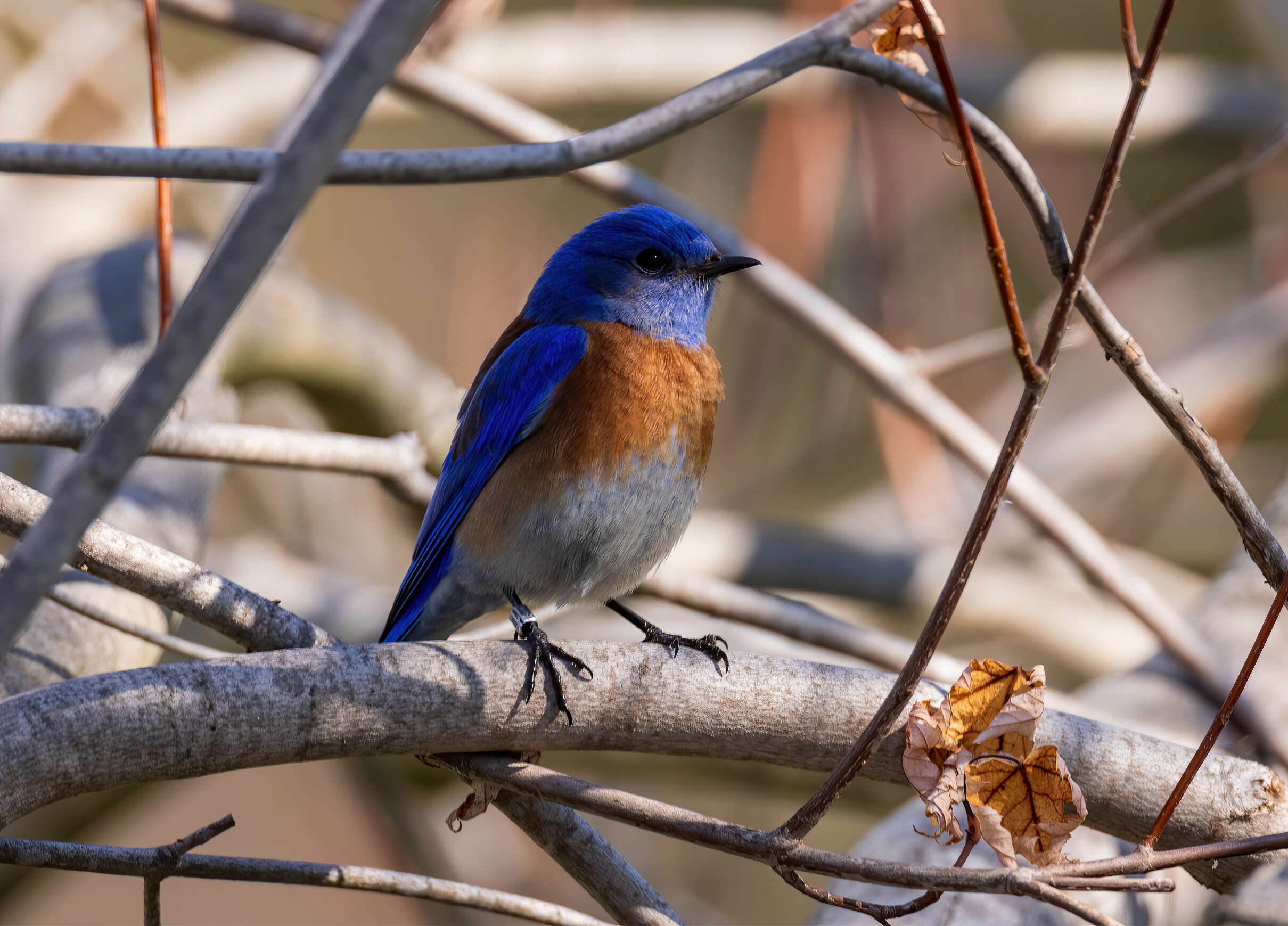 Image of Western Bluebird