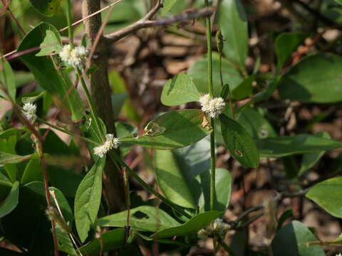 Image of sessile joyweed