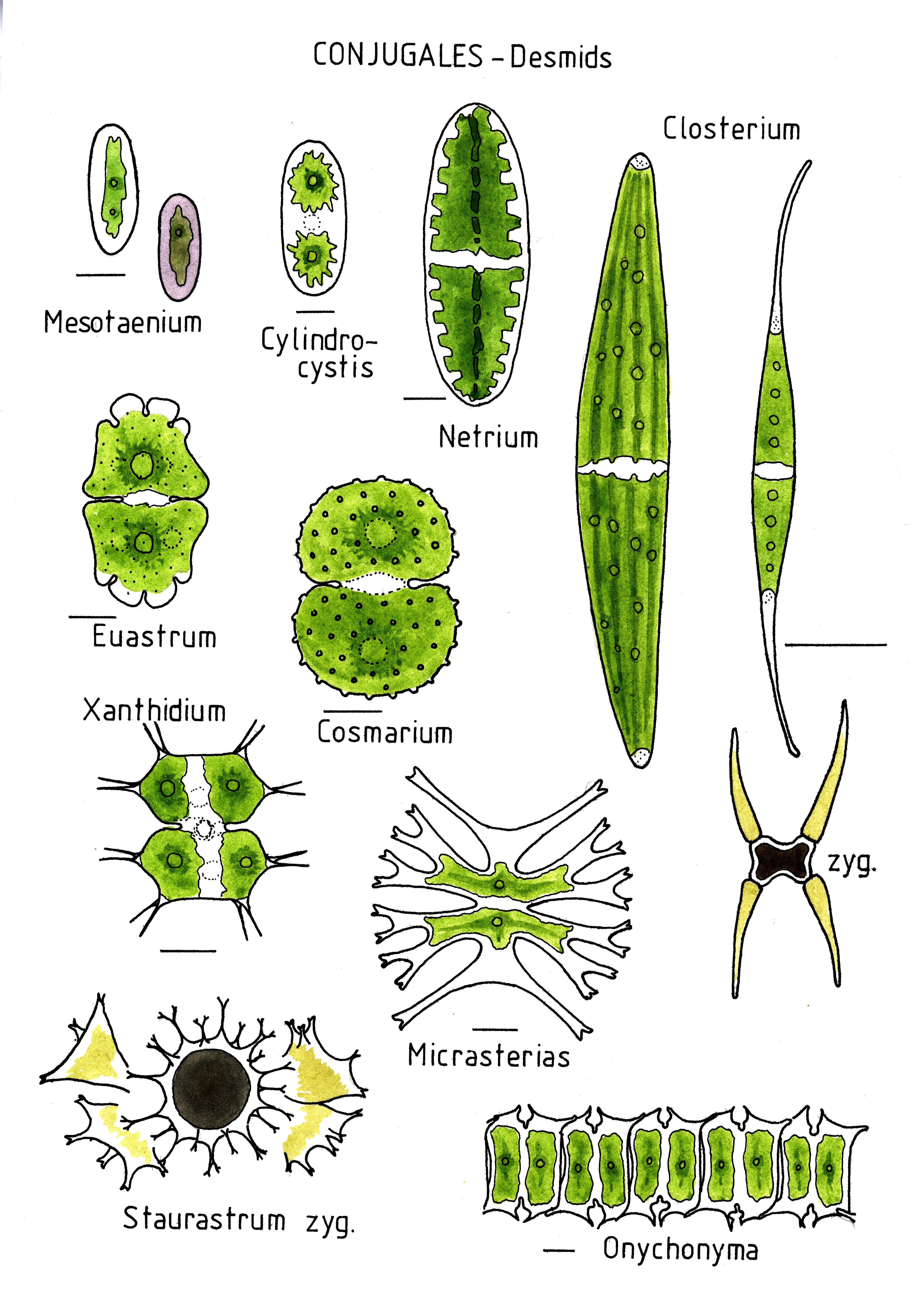 Image of Desmidiales