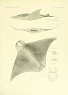 Image of Atlantic Devilray