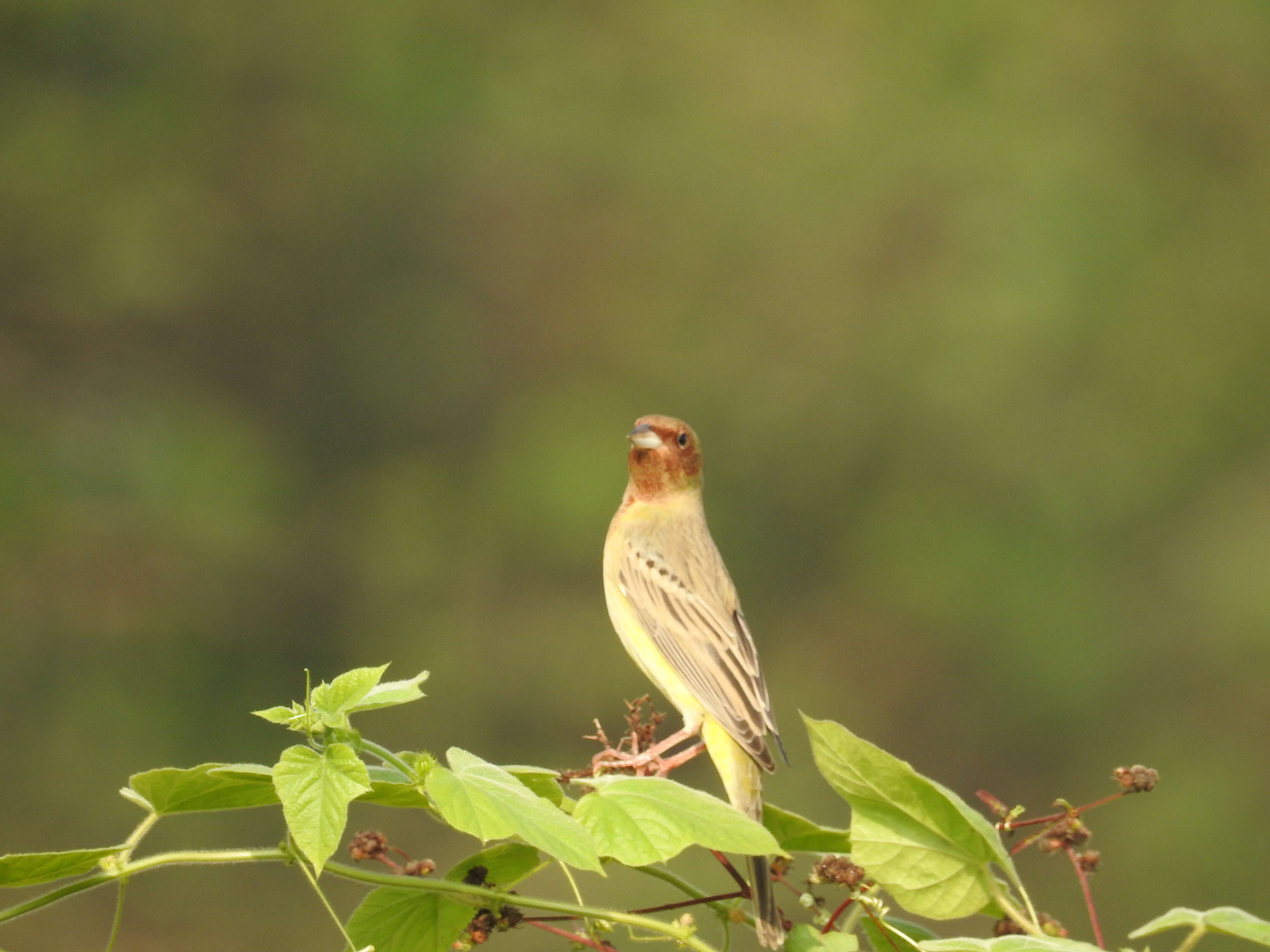 Image of Brown-headed Bunting