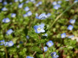 Image of birdeye speedwell