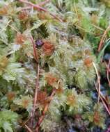 Image of Prairie sphagnum moss