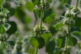 Image of horehound