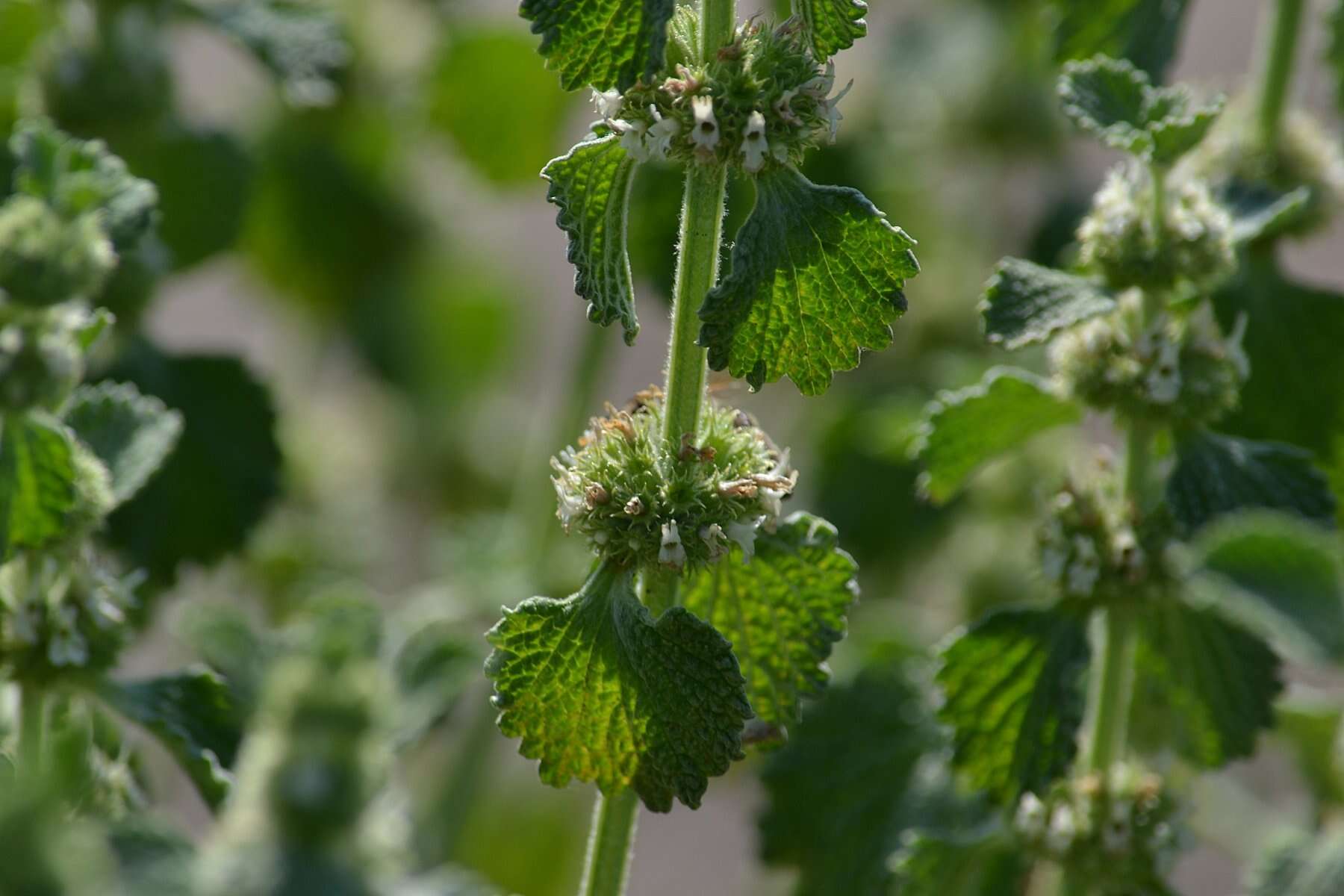 Image of horehound