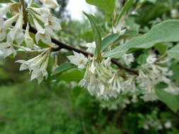 Image of autumn olive