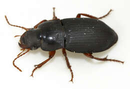 Image of Carabidae