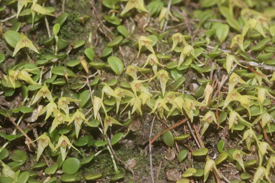 Plancia ëd Bulbophyllum drymoglossum Maxim.