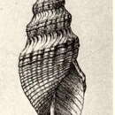 Image of Phymorhynchus sulciferus (Bush 1893)