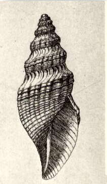 Image of Phymorhynchus sulciferus (Bush 1893)