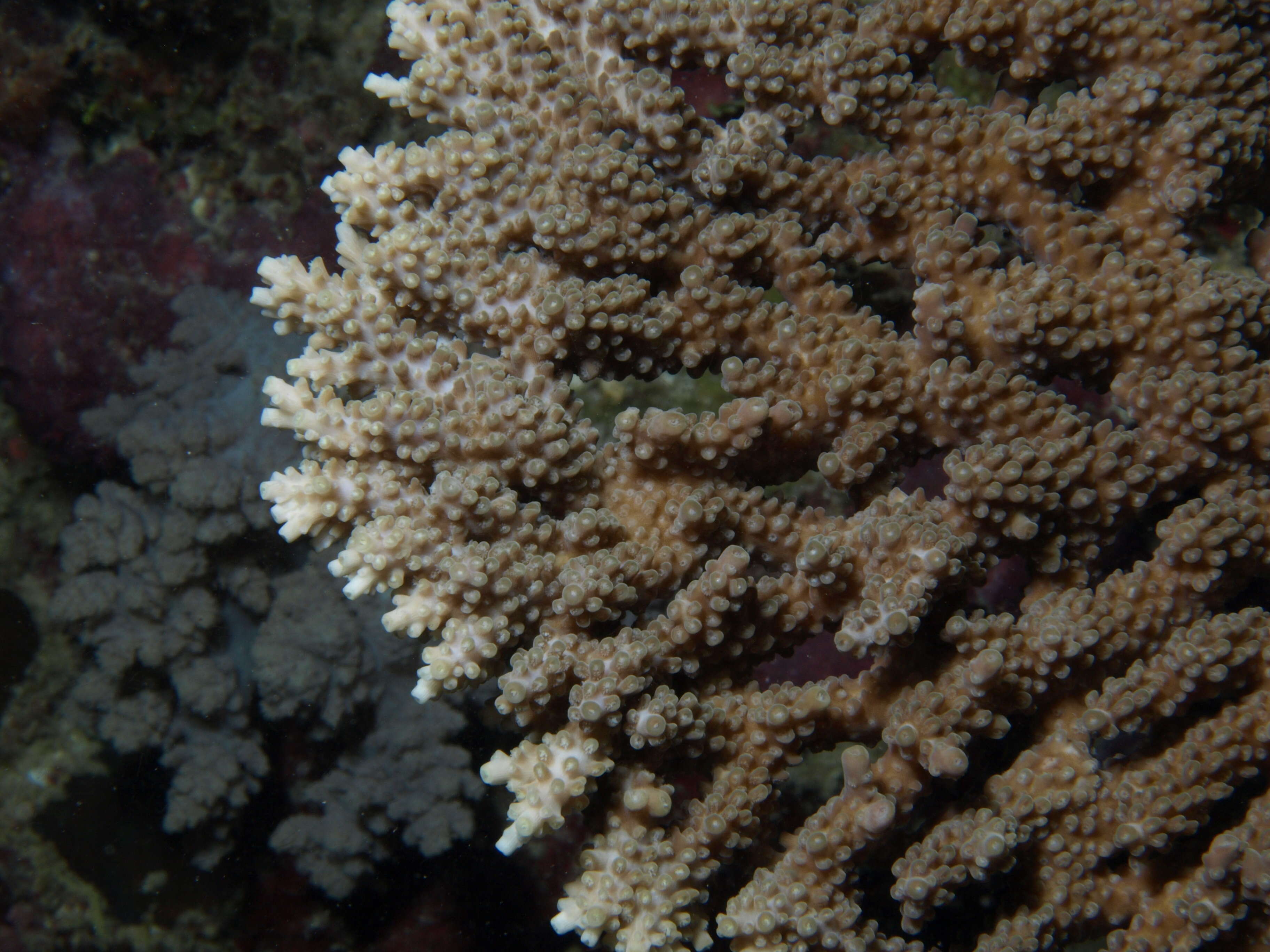 Image of Table coral
