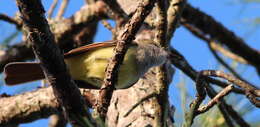 Image of Great Crested Flycatcher