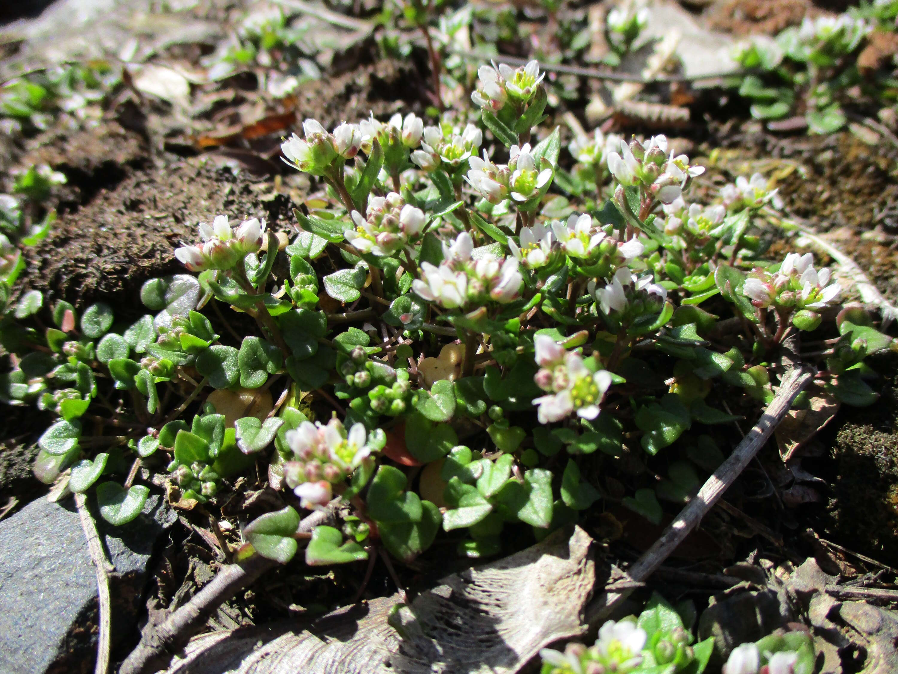 Image of early scurvygrass