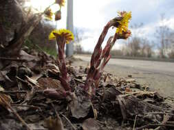 Image of coltsfoot