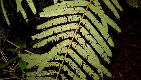 Imagem de Parkia pendula (Willd.) Walp.