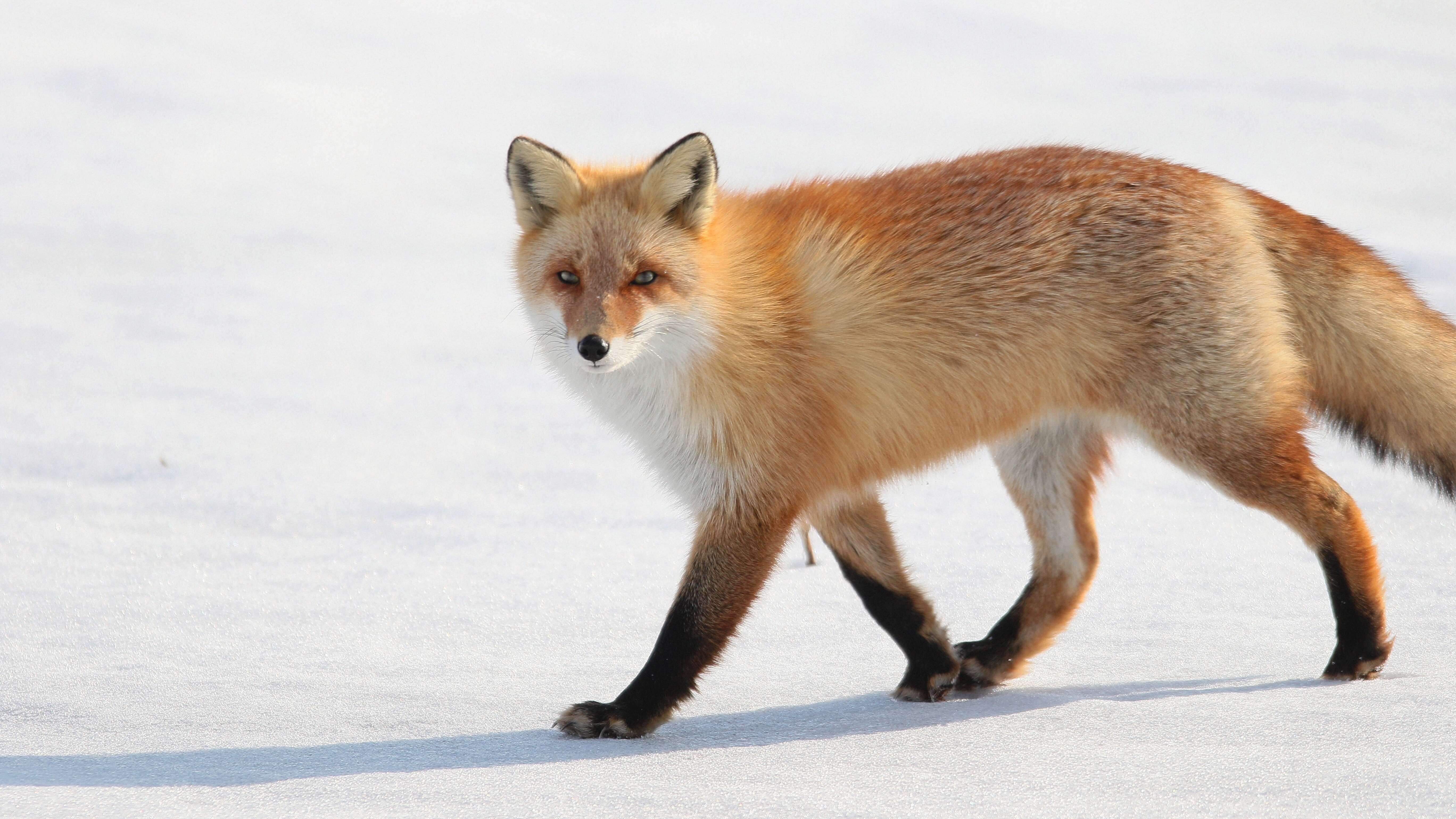 Image of Vulpes vulpes schrencki Kishida 1924