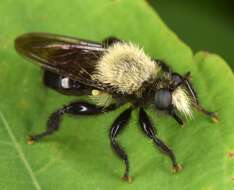 Image of Laphria flavicollis Say 1824