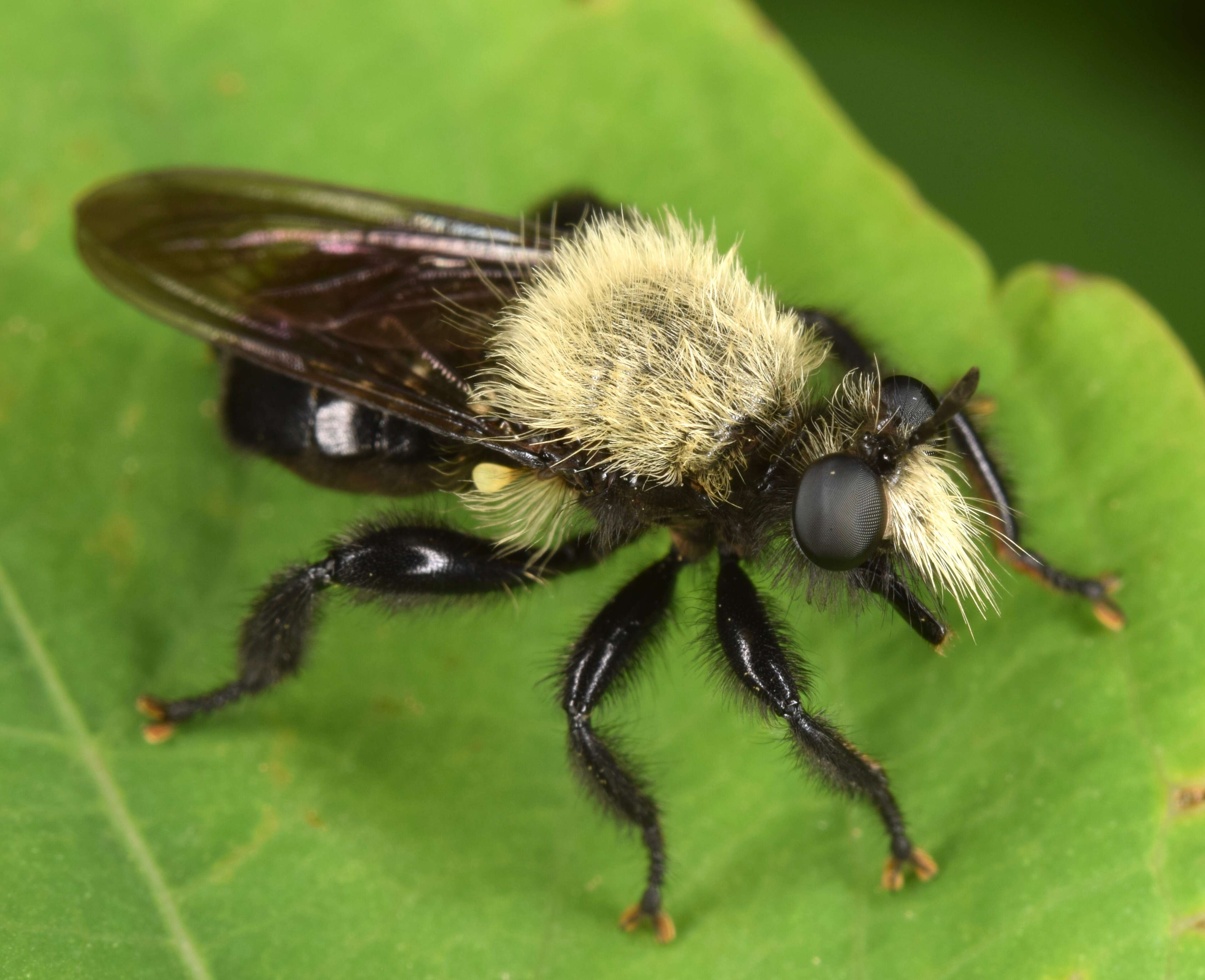 صورة Laphria flavicollis Say 1824