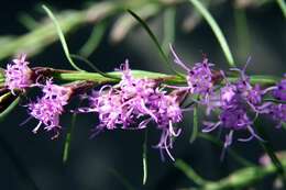 Image of smallhead blazing star