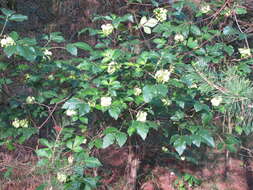 Image of common hoptree