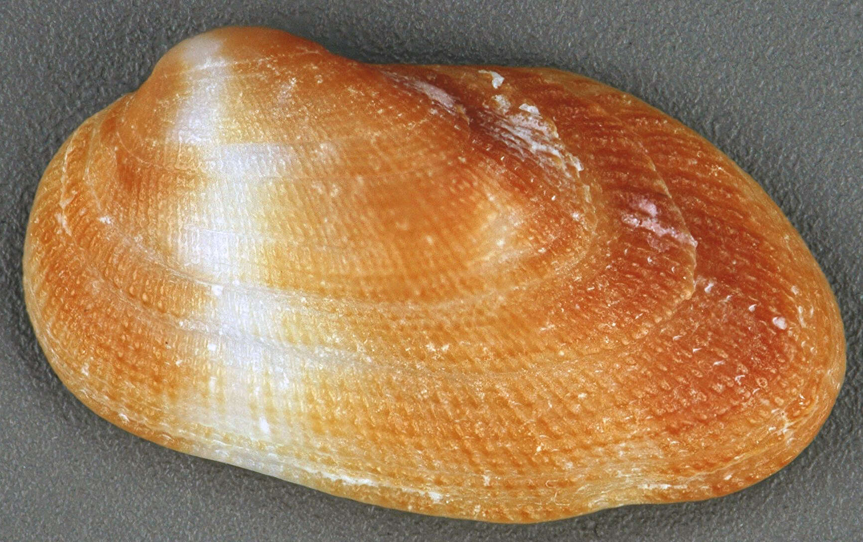 Image of Barbatia domingensis (Lamarck 1819)