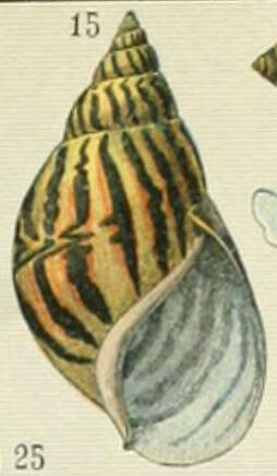 Image of Achatina fulica