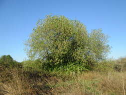 Image of Grey Willow