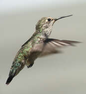 Image of Calypte Gould 1856