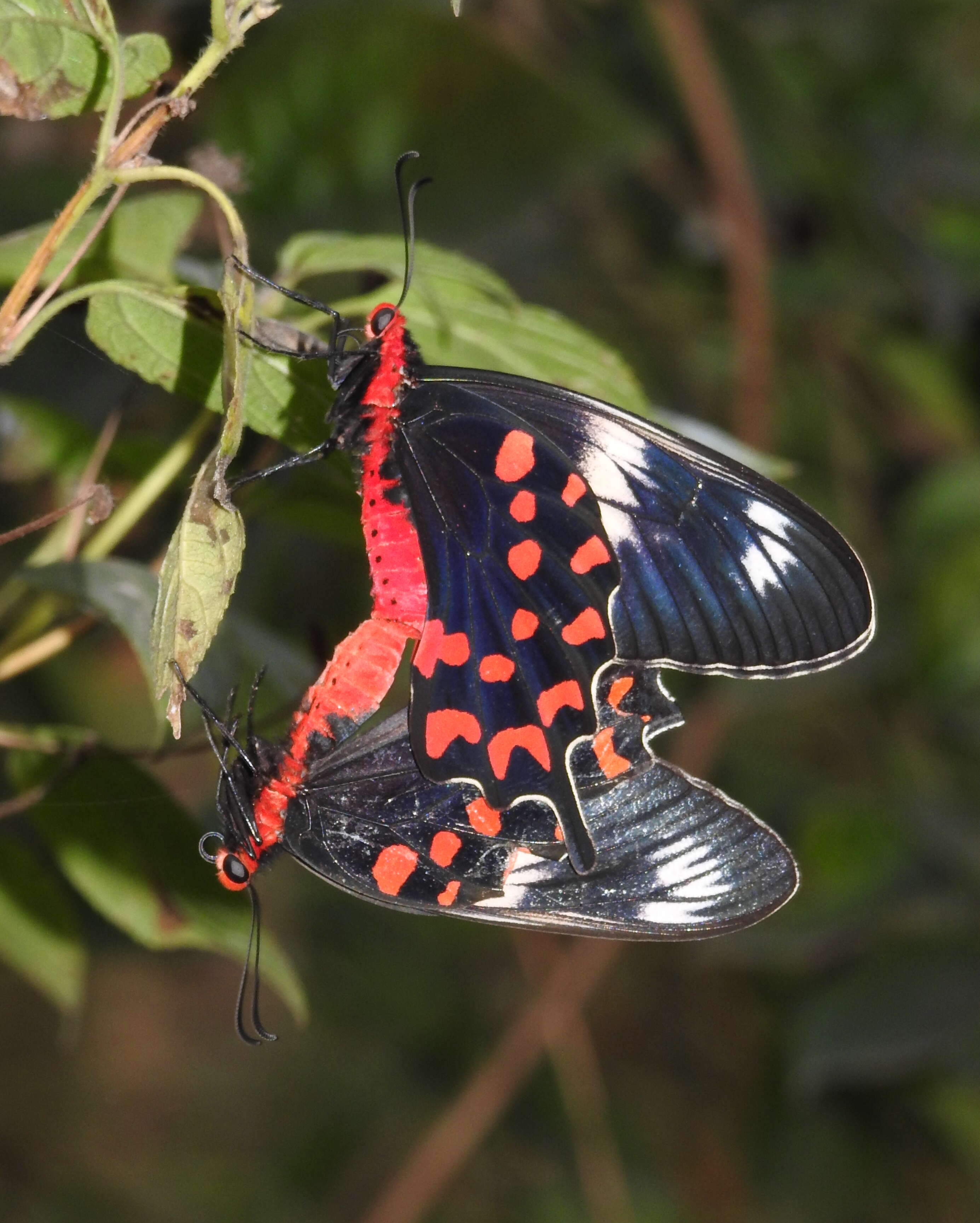 Image of Pachliopta hector (Linnaeus 1758)