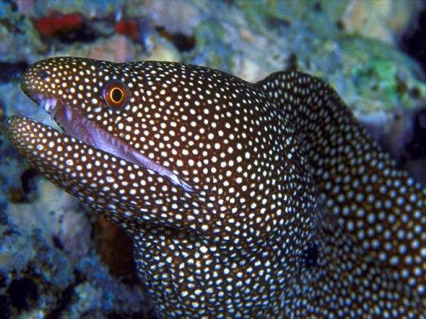 Image of Turkey moray