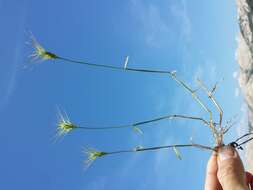 Image de Aegilops geniculata Roth