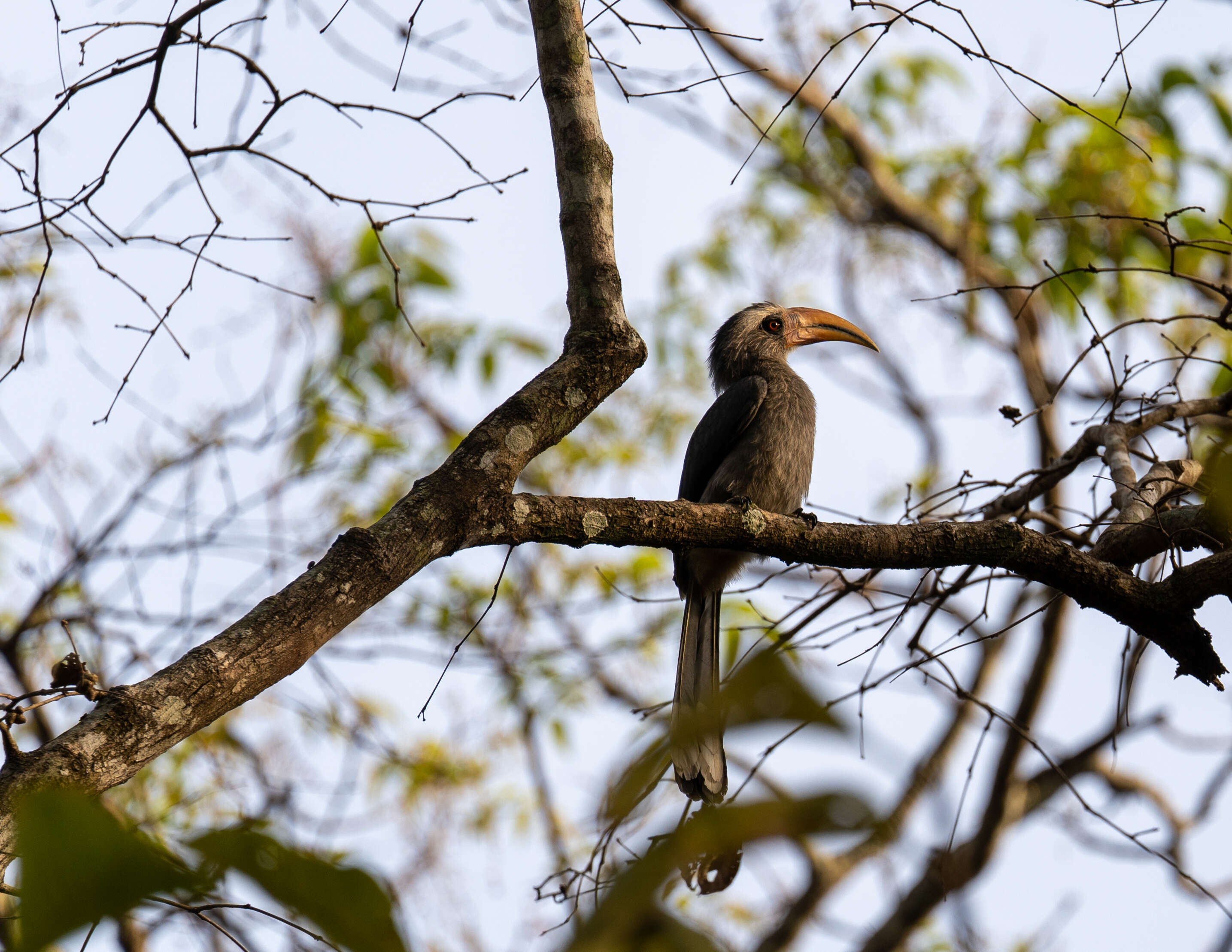 Image of Malabar Grey Hornbill