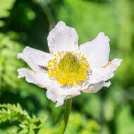 Image of alpine anemone