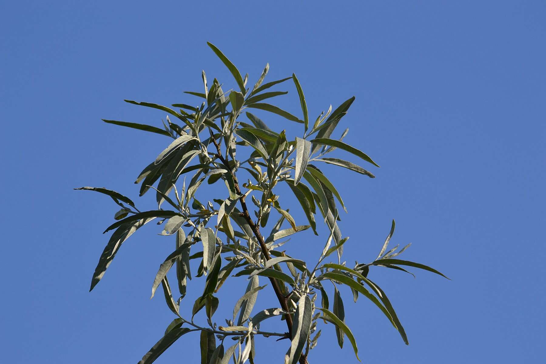 Plancia ëd Pyrus salicifolia Pall.