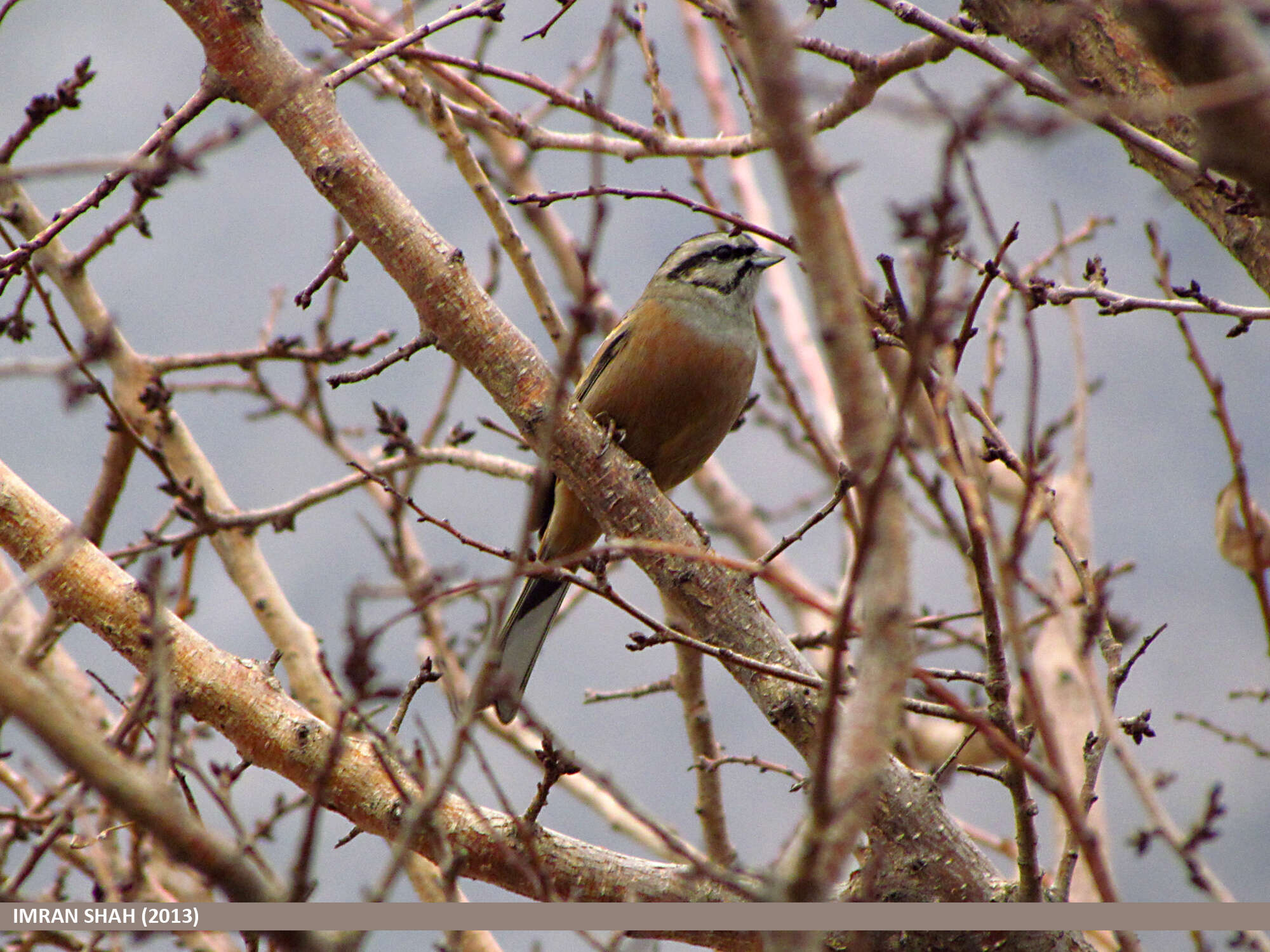 Image of European Rock Bunting