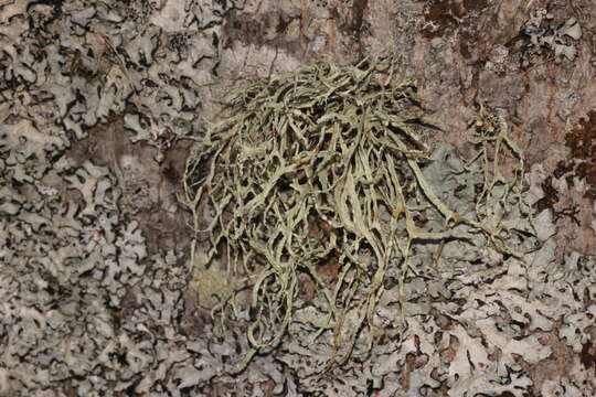 Image of farinose cartilage lichen