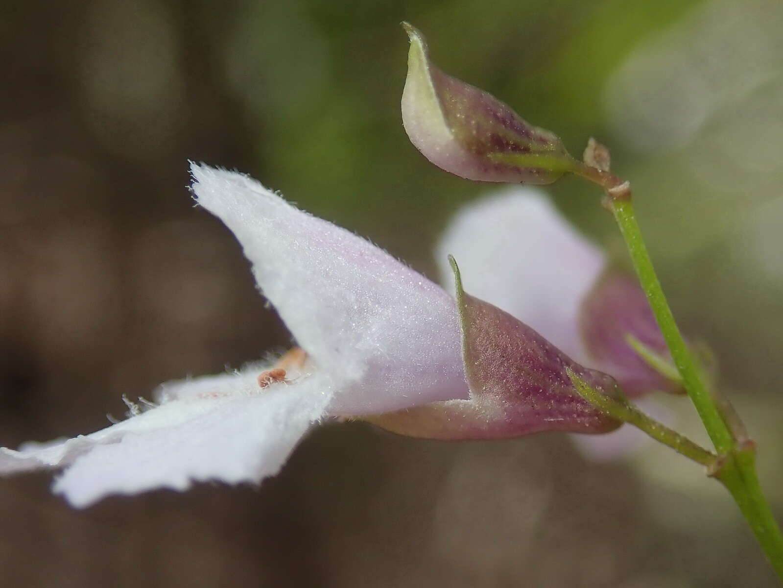 Image of Narrow-leaved Mint-bush