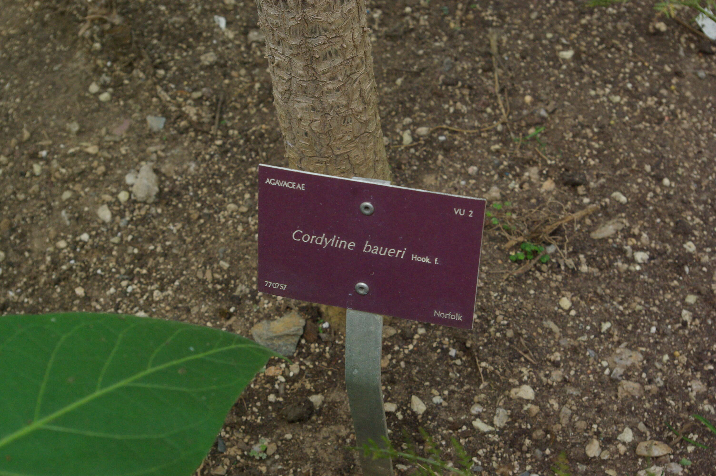 Image of Cordyline obtecta (Graham) Baker