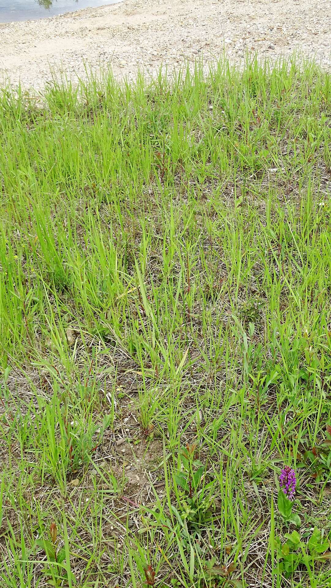 Dactylorhiza incarnata (L.) Soó resmi